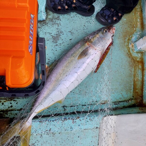 釣果写真