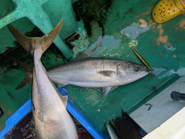 釣果写真