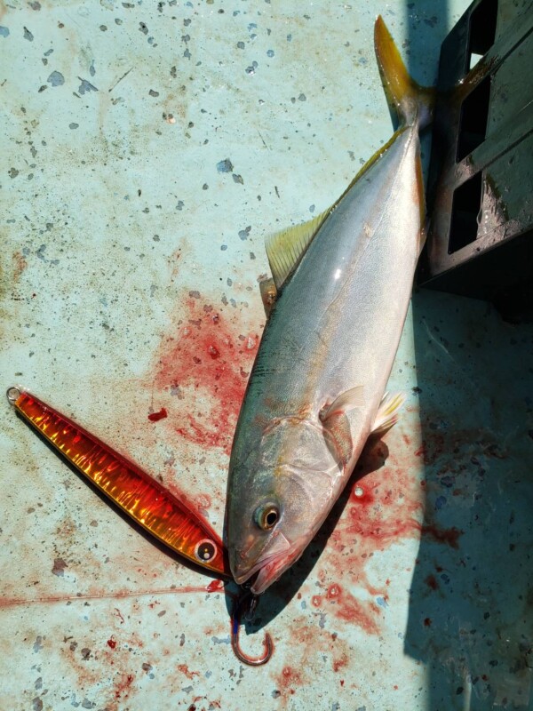 釣果写真