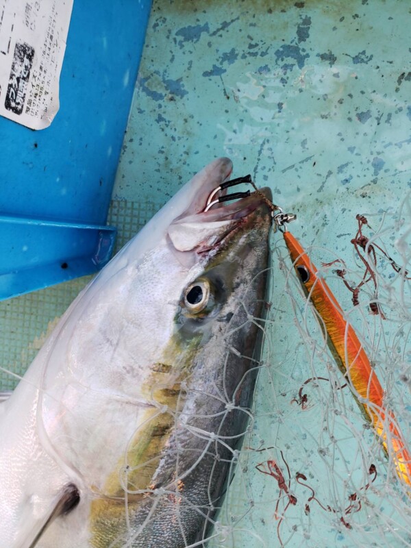 釣果写真