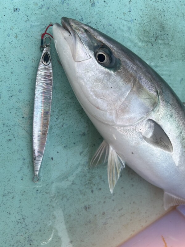 釣果写真