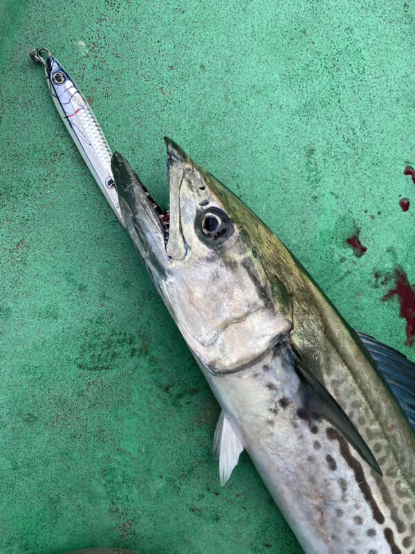 釣果写真