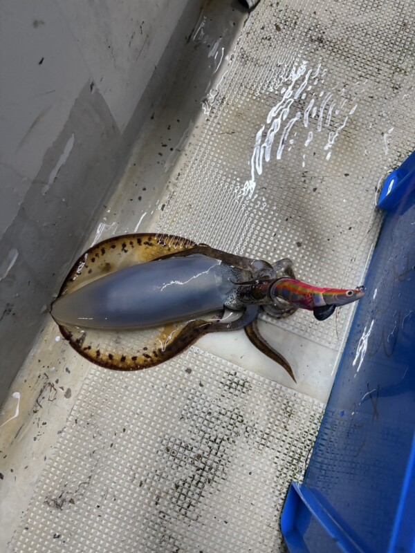 釣果写真