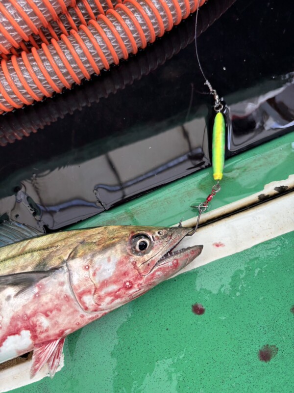 釣果写真