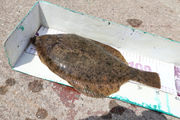 釣果写真