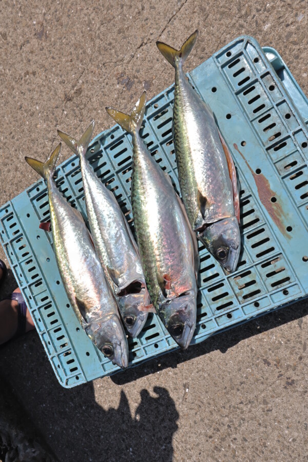 釣果写真