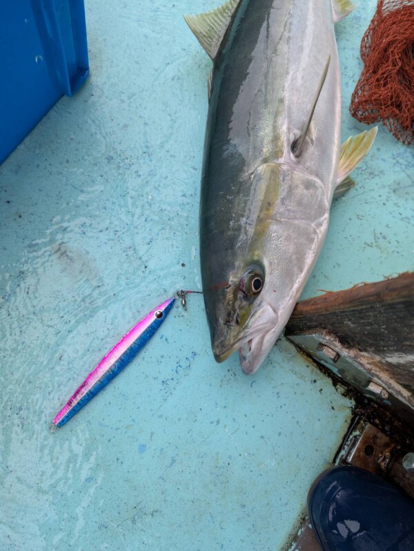 釣果写真