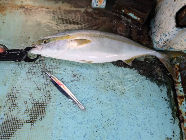 釣果写真