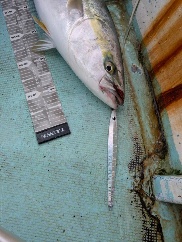 釣果写真