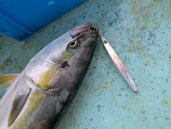 釣果写真