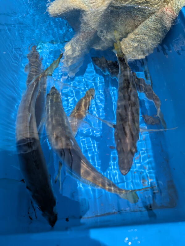 釣果写真