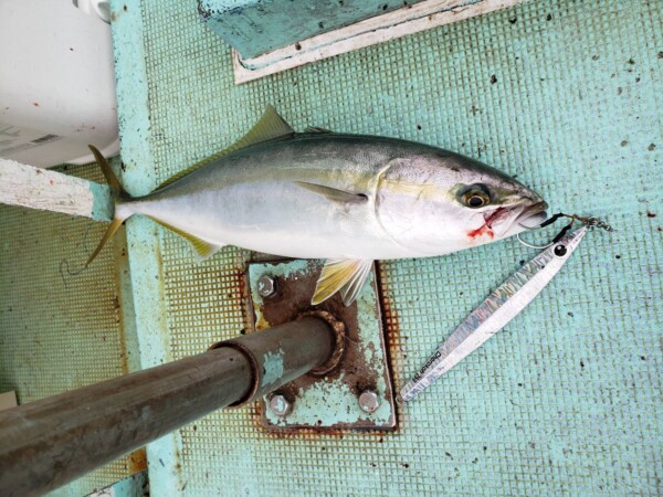 釣果写真