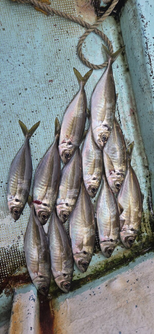 釣果写真