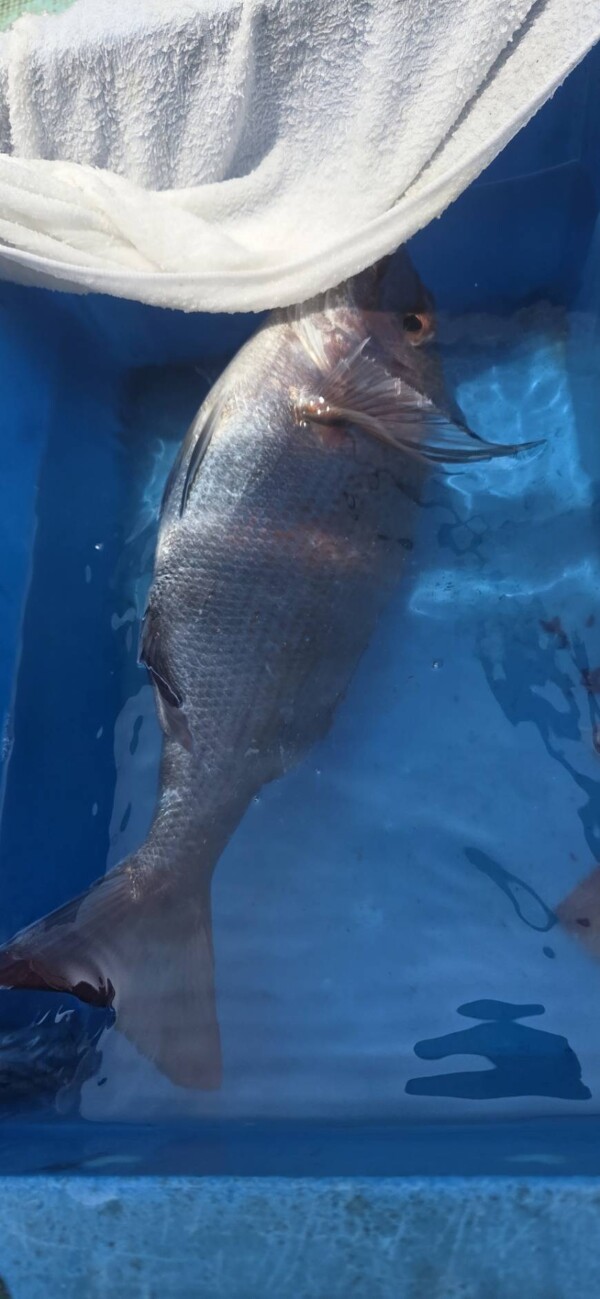 釣果写真