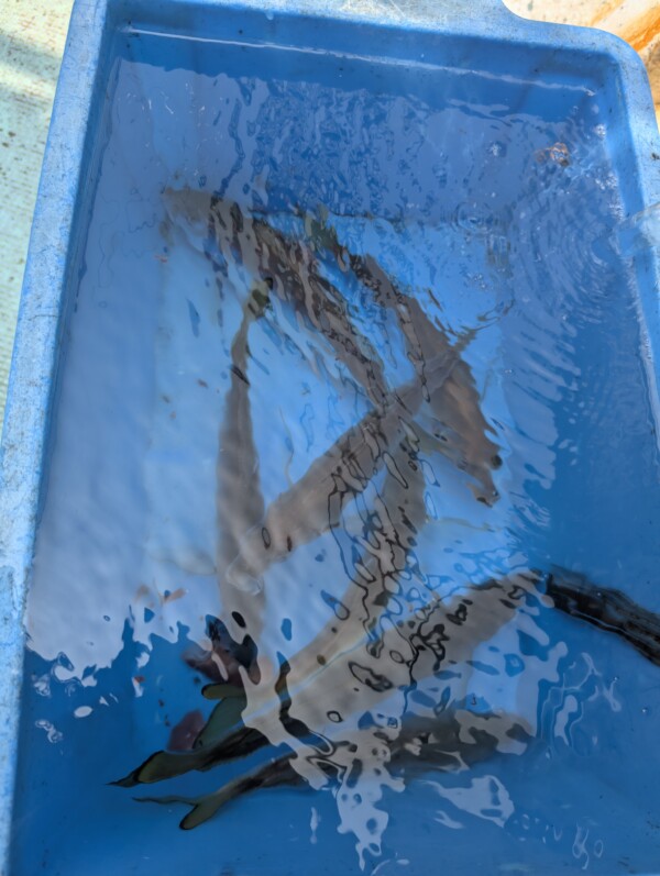 釣果写真