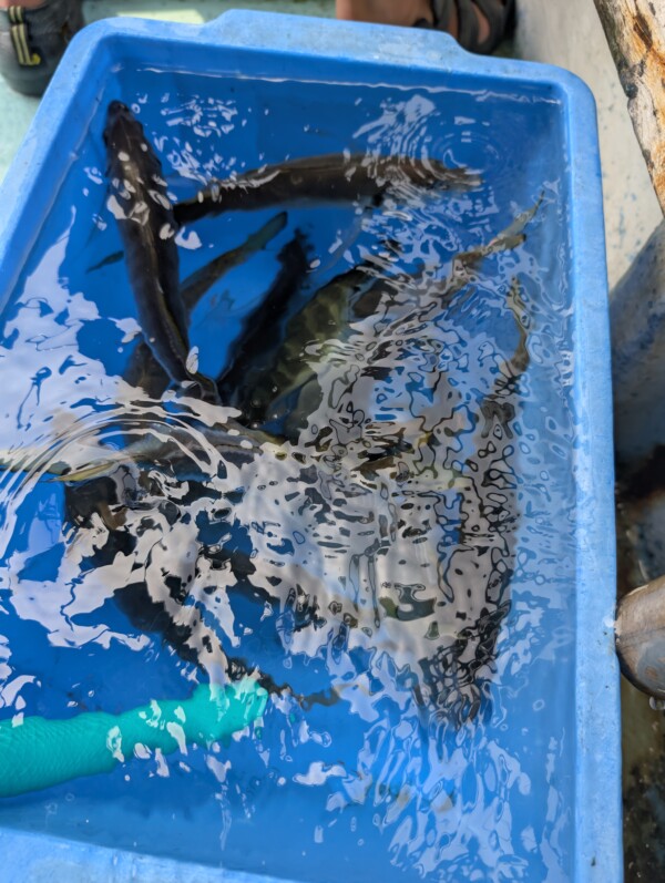 釣果写真