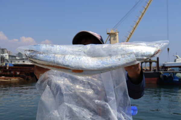 釣果写真