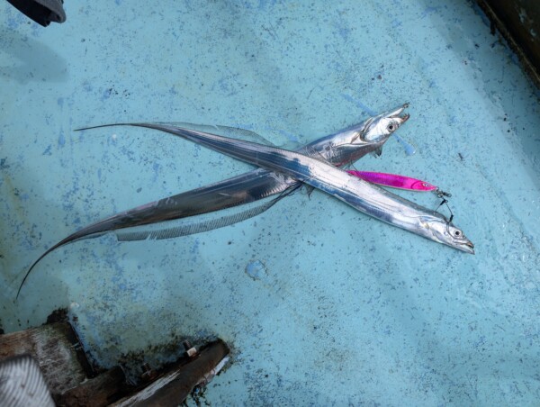 釣果写真