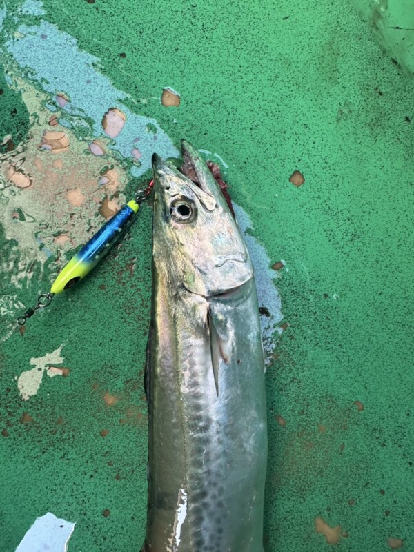 釣果写真