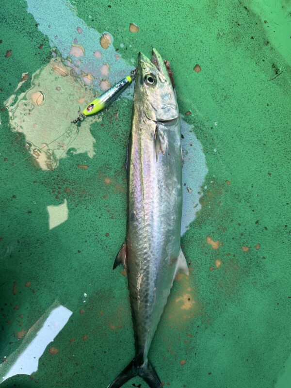 釣果写真