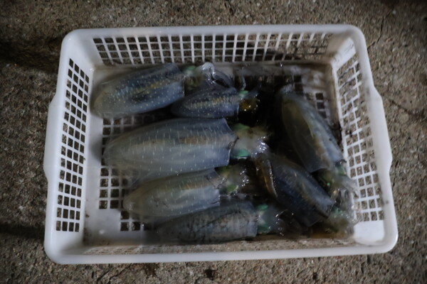 釣果写真