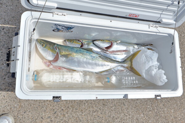 釣果写真