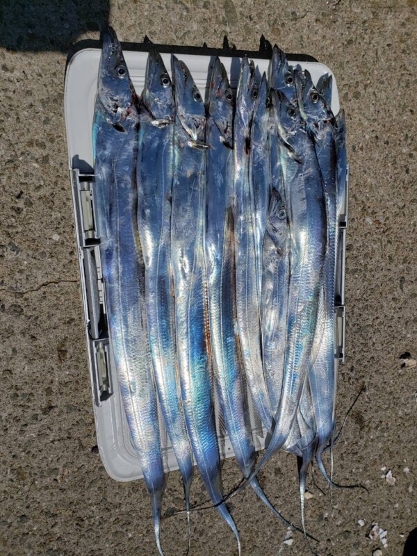 釣果写真