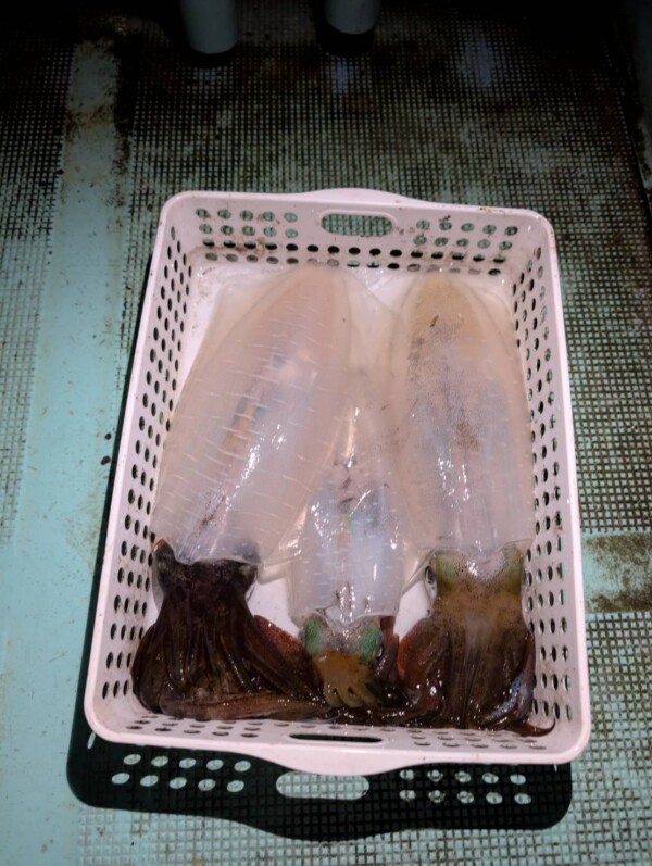 釣果写真