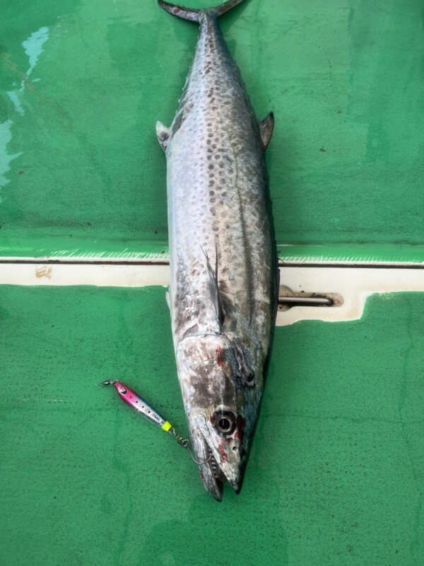 釣果写真