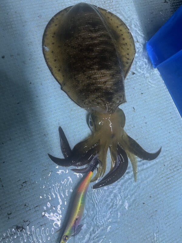 釣果写真