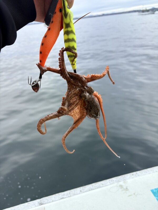 釣果写真