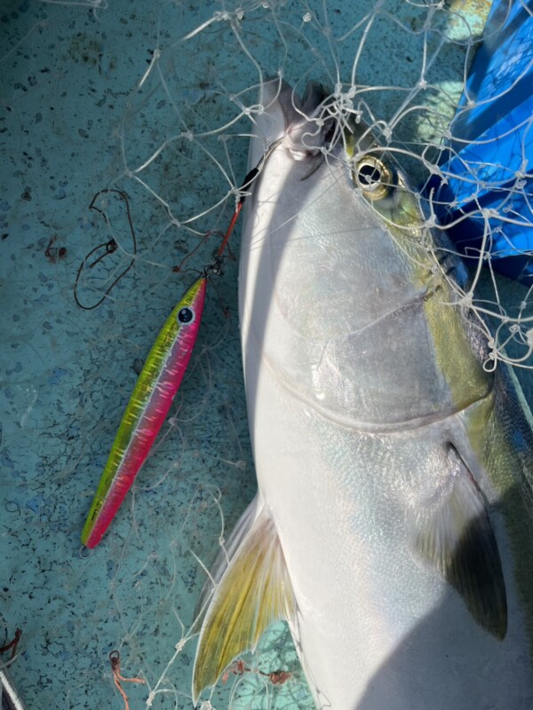 釣果写真
