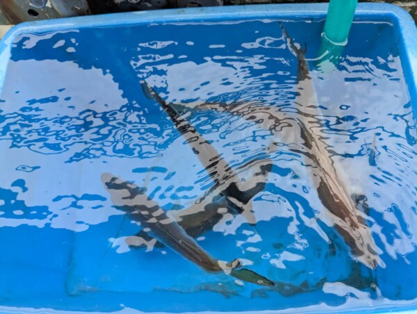 釣果写真