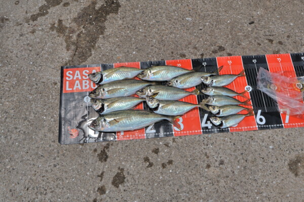 釣果写真