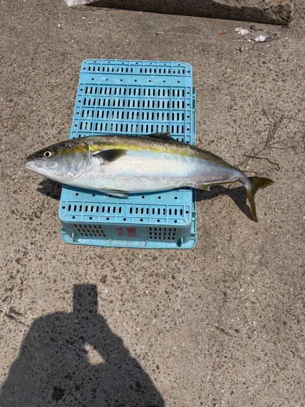 釣果写真
