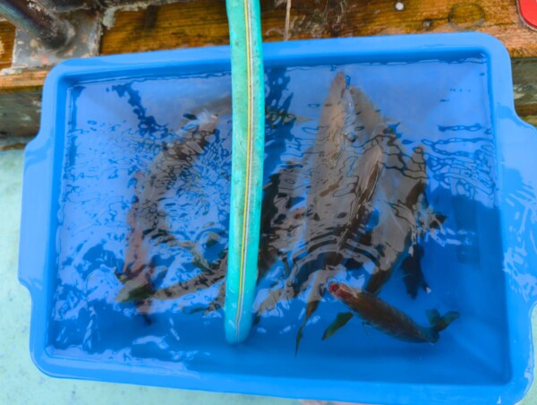 釣果写真