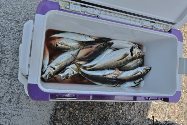 釣果写真