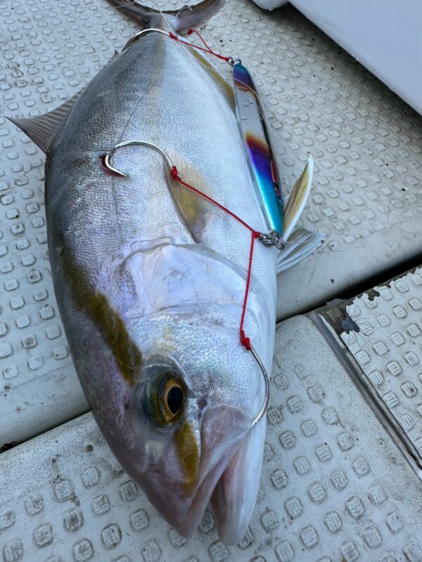 釣果写真