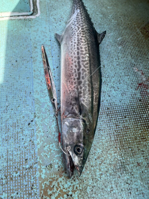 釣果写真