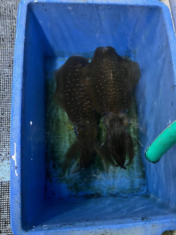 釣果写真