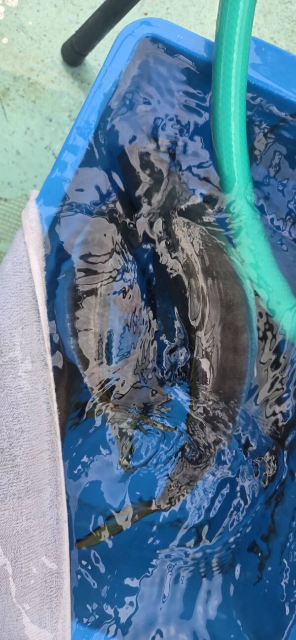 釣果写真